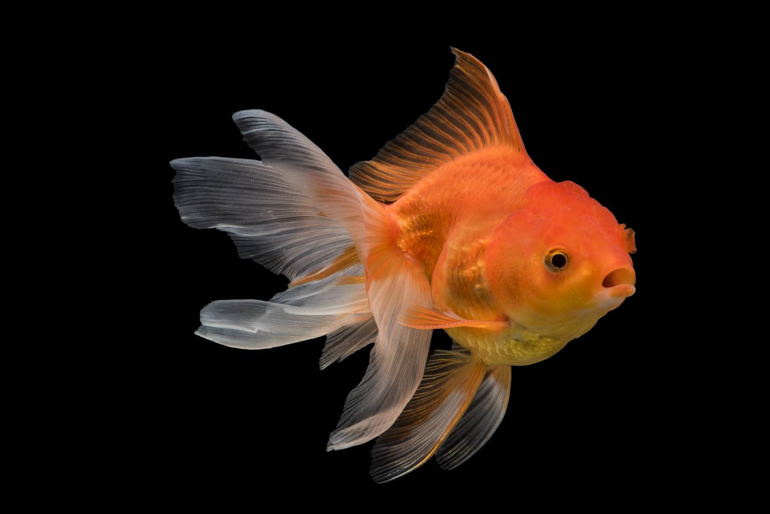 You are currently viewing 10 видов золотых рыбок, которые могут жить в пруду (с иллюстрациями)