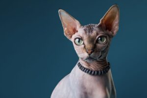 Read more about the article 11 стильных ошейников для кошек своими руками, которые уникальны и очаровательны!  (с изображением)