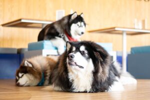 Read more about the article Собачьи кафе хороши для собак?  Являются ли они этичными?