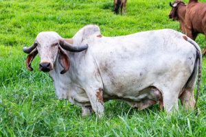 Read more about the article Порода крупного рогатого скота жироландо: фотографии, факты, использование, происхождение и характеристики