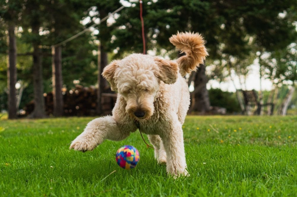 Goldendoodle играет с мячом в парке