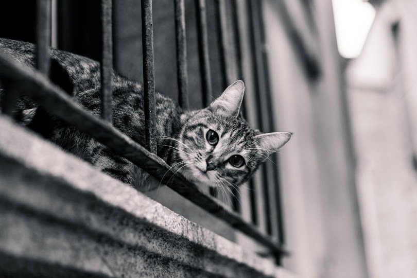 You are currently viewing Как защитить балкон от кошек: 12 советов и хитростей