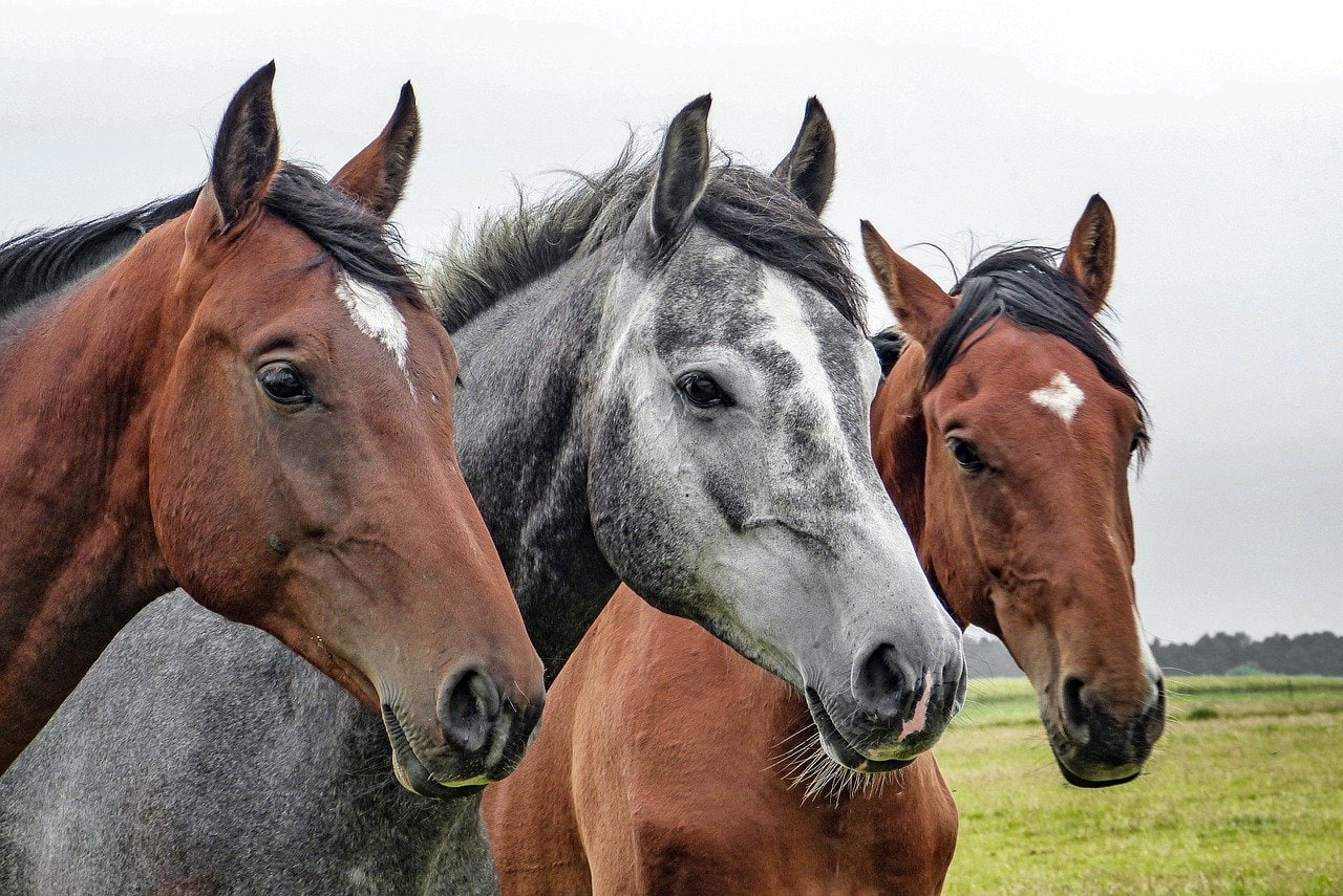 You are currently viewing Стоит ли страховать лошадь?  Что тебе нужно знать!