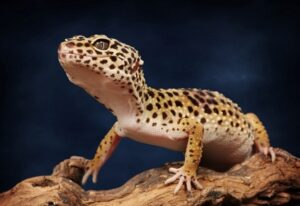 Read more about the article Как часто должен какать леопардовый геккон?