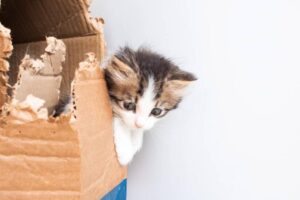 Read more about the article 15 самодельных картонных игрушек для кошек, которые понравятся вашим кошкам!  (с картинками)