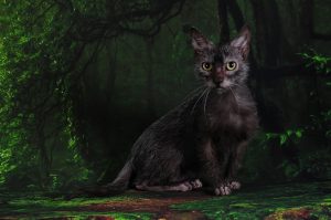 Read more about the article Lykoi (Wolf-Cat) Проблемы со здоровьем: 5 общих проблем