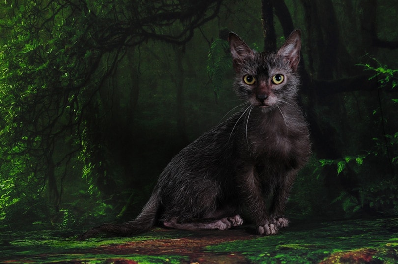 You are currently viewing Lykoi (Wolf-Cat) Проблемы со здоровьем: 5 общих проблем