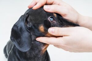 Read more about the article Катаракта у собак: причины, симптомы, лечение и профилактика