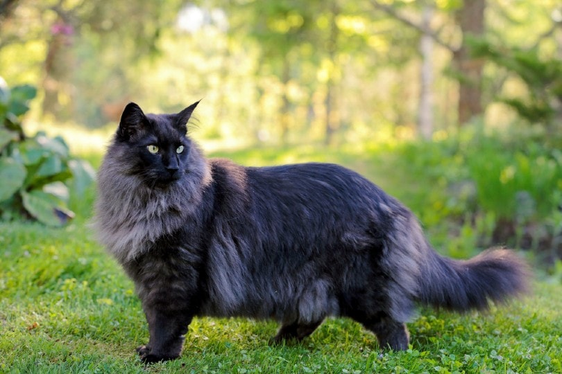 You are currently viewing Проблемы со здоровьем норвежской лесной кошки: 6 общих проблем