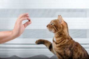 Read more about the article Как научить кошку сидеть — 4 совета и хитрости