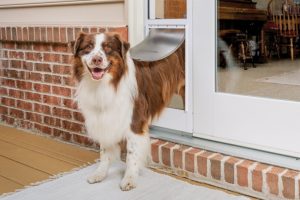 Read more about the article 10 планов дверей для собак своими руками, которые вы можете сделать сегодня (с иллюстрациями!)