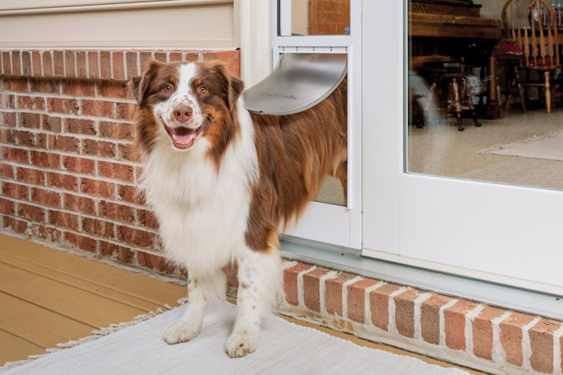 You are currently viewing 10 планов дверей для собак своими руками, которые вы можете сделать сегодня (с иллюстрациями!)