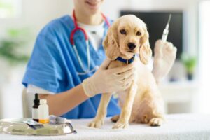 Read more about the article Сколько стоят вакцины для собак и щенков в Австралии?