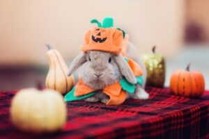 Read more about the article 6 потрясающих костюмов для кроликов на Хэллоуин своими руками, которые вы можете сделать сегодня (с иллюстрациями)