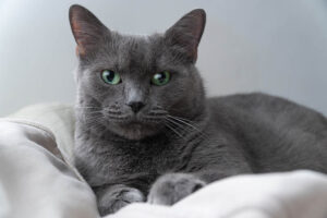 Read more about the article Насколько распространены русские голубые кошки с зелеными глазами?