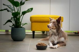 Read more about the article Что такое комплексный корм для собак?  Что означает целостный?