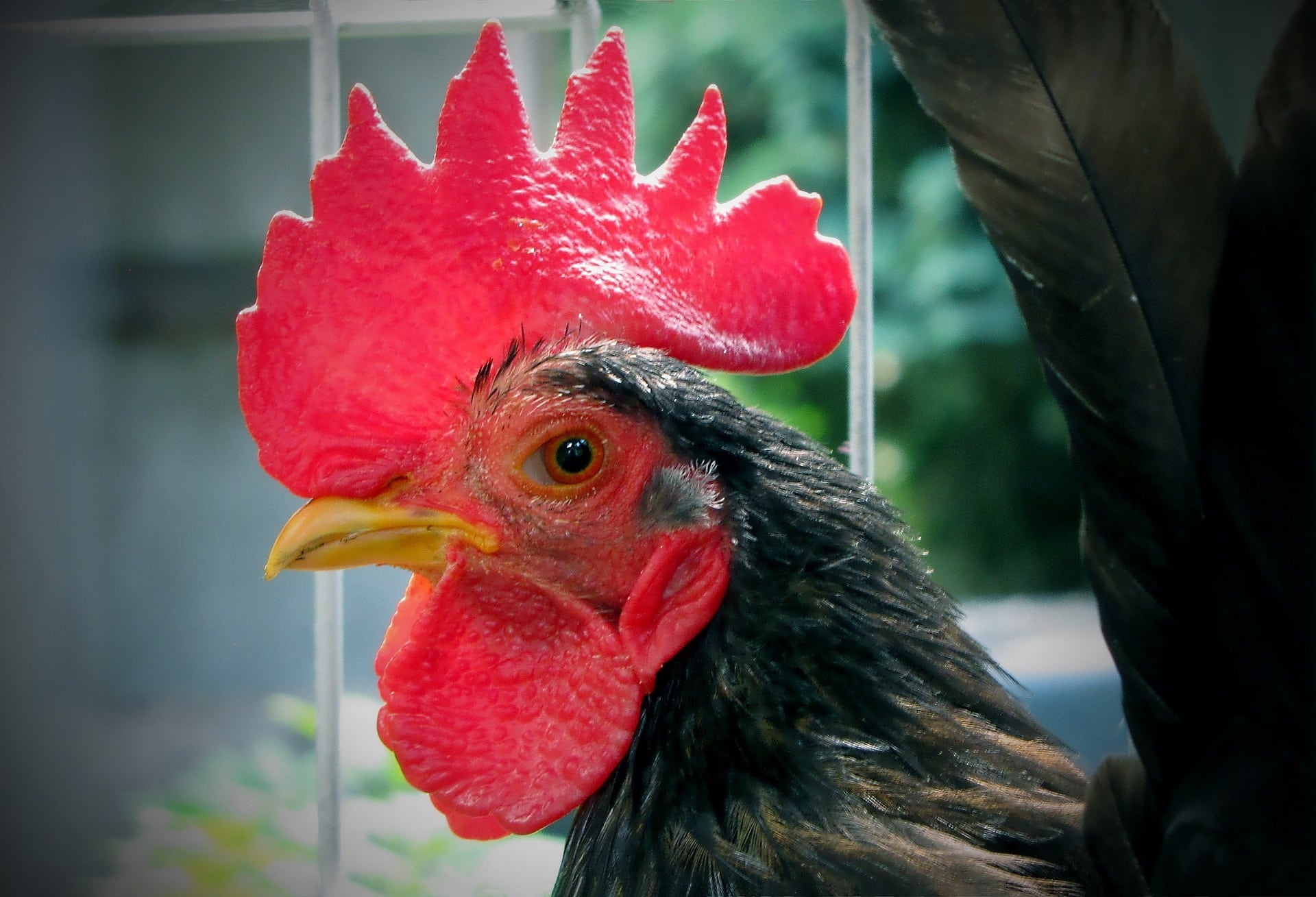 You are currently viewing Цыпленок серама: фотографии, информация, особенности и руководство по уходу