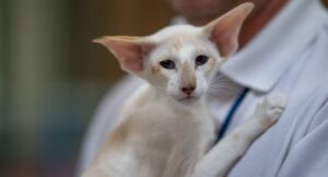 Read more about the article Информация о породе сейшельских кошек: фотографии, руководство по уходу и особенности