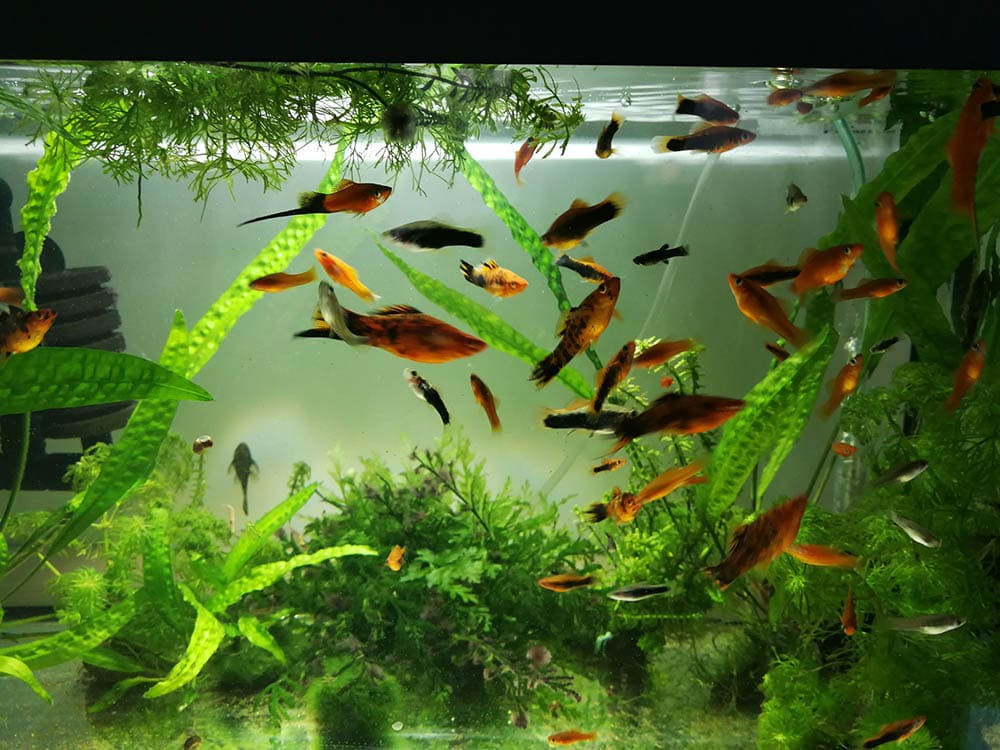 Небольшой аквариум с рыбками