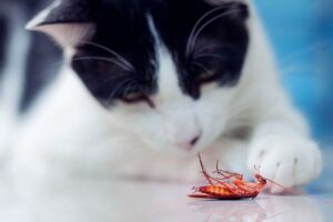 Read more about the article Моя кошка съела таракана!  Что мне делать?  (Все, что вы должны знать)