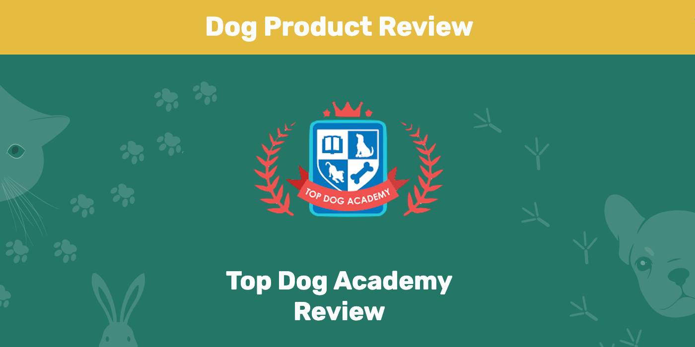 You are currently viewing Обзор Top Dog Academy 2022: мнение нашего эксперта