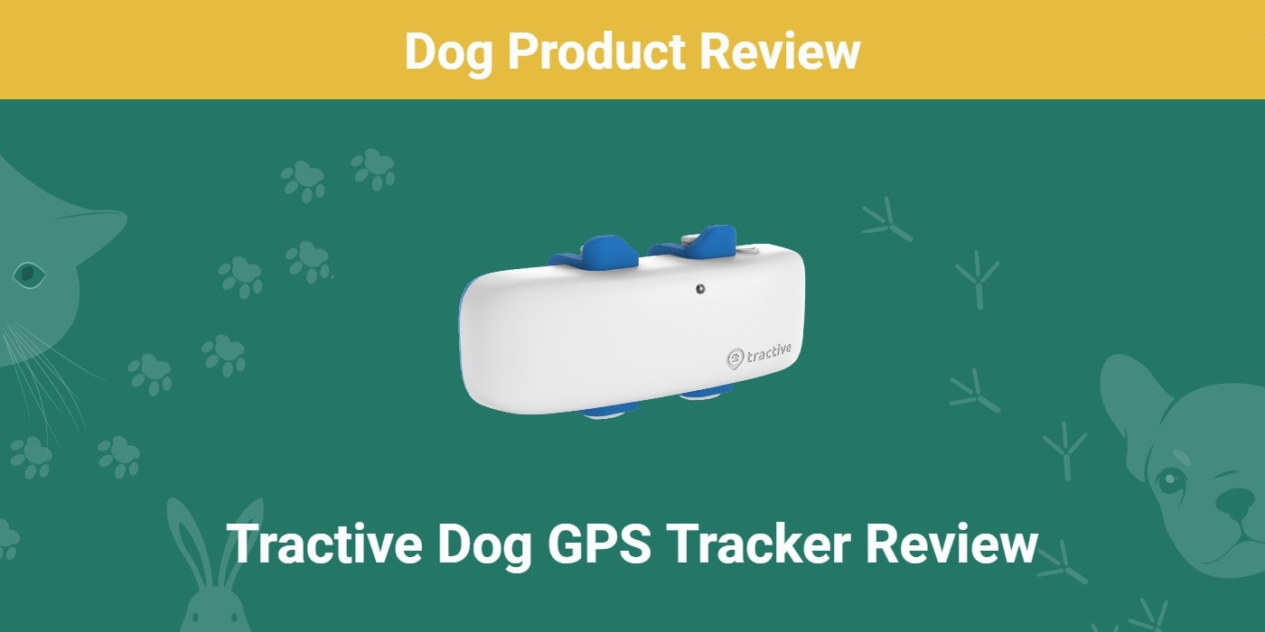 You are currently viewing Обзор GPS-трекера Tractive Dog: хорошая ли цена?