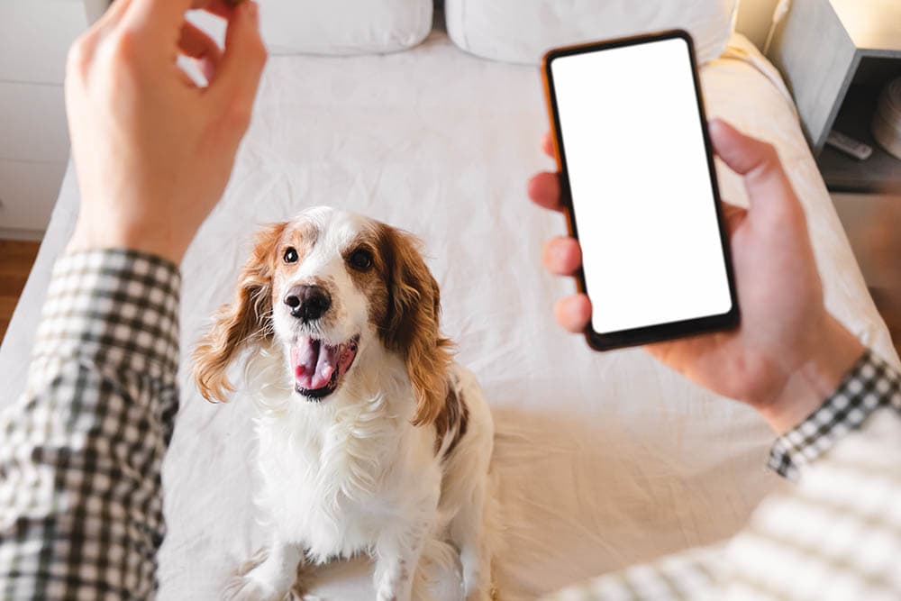 Дрессировка активной собаки дома с помощью приложения для смартфона