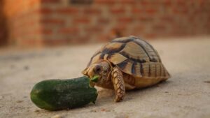 Read more about the article Могут ли черепахи есть огурцы?  Все, что вы хотите знать!