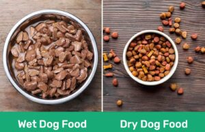 Read more about the article Влажный и сухой корм для собак: плюсы, минусы и что выбрать