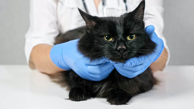 Ветеринар исследует шею и голову черной кошки