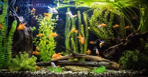 Read more about the article 11 живых существ, которых вы можете добавить в свой аквариум помимо рыб