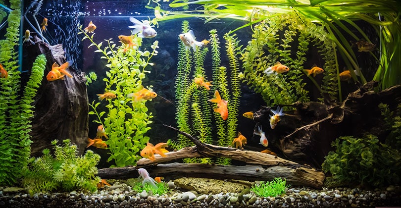 красивый тропический пресноводный аквариум с рыбками