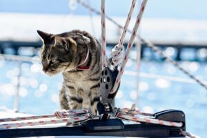 Read more about the article 10 советов по безопасности при катании на лодке с кошкой (Руководство на 2022 год)