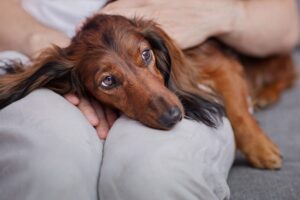 Read more about the article Как предотвратить проблемы со спиной у такс: одобренные ветеринаром советы и риски