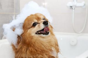 Read more about the article Любят ли собаки купаться?  Почему собаки сходят с ума после купания?