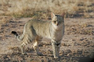 Read more about the article 125 имен африканских кошек: уникальные и интересные варианты для вашей кошки