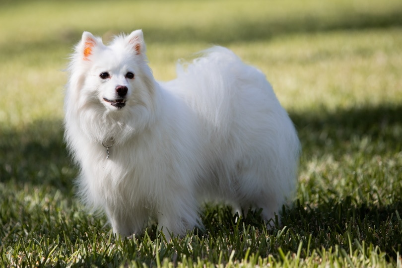 You are currently viewing 200 популярных и уникальных имен американских эскимосских собак: идеи для очаровательных пушистых собак