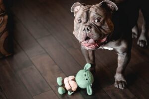 Read more about the article Как научить собаку ронять — 7 советов, которые работают!