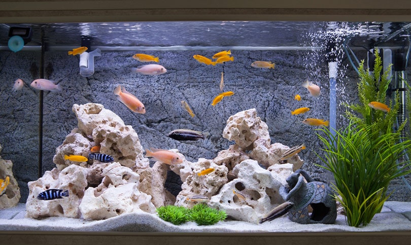 аквариум с цихлидами