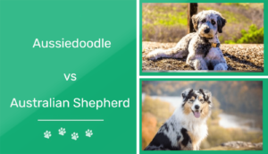 Read more about the article Aussiedoodle против австралийской овчарки: какая из них подходит вам?