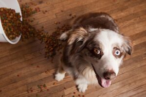 Read more about the article Почему моя собака играет со своей едой?  6 возможных причин