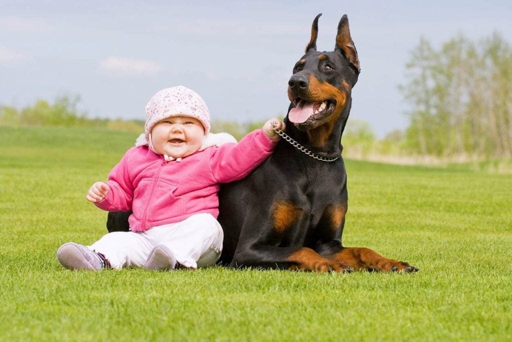 You are currently viewing Нравятся ли собакам дети?  Знают ли они, что такое дети?