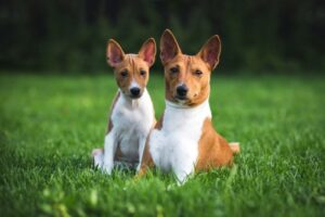 Read more about the article 7 отличных парков для собак без поводка в Лексингтоне, Кентукки (обновление 2023 г.)