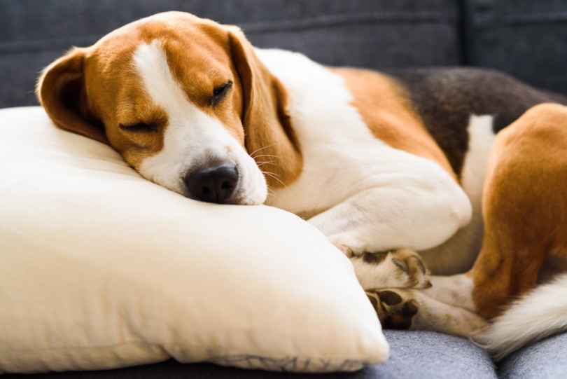 You are currently viewing Любят ли собаки подушки?  Что они предпочитают?