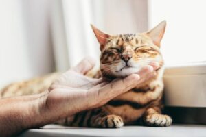Read more about the article Любят ли бенгальские кошки обниматься?  Интересный ответ!