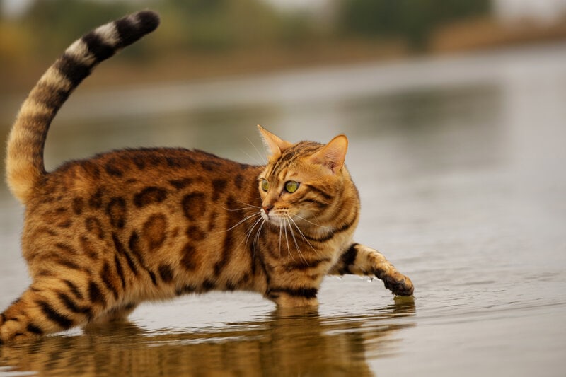You are currently viewing Любят ли бенгальские кошки воду?  Интересный ответ!