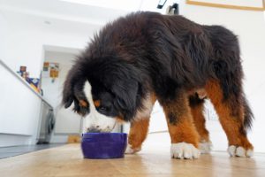 Read more about the article Сколько времени потребуется собаке, чтобы переварить пищу?