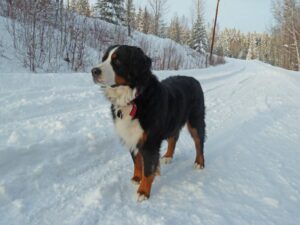 Read more about the article Как сохранить собак в тепле и здоровье зимой (17 советов)