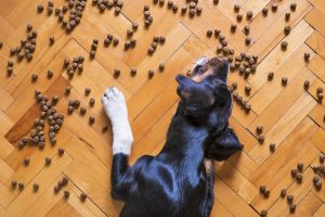 Read more about the article Что такое побочные продукты корма для собак?  Следует ли вам избегать их?