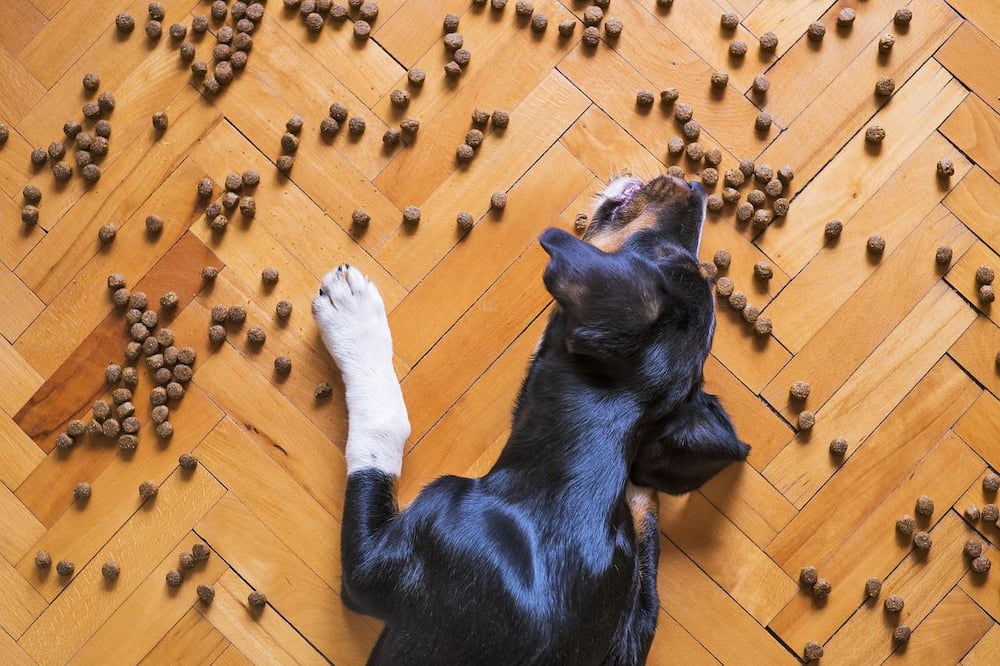 You are currently viewing Вреден ли беззерновой корм для собак для здоровья собаки?  Что тебе нужно знать!
